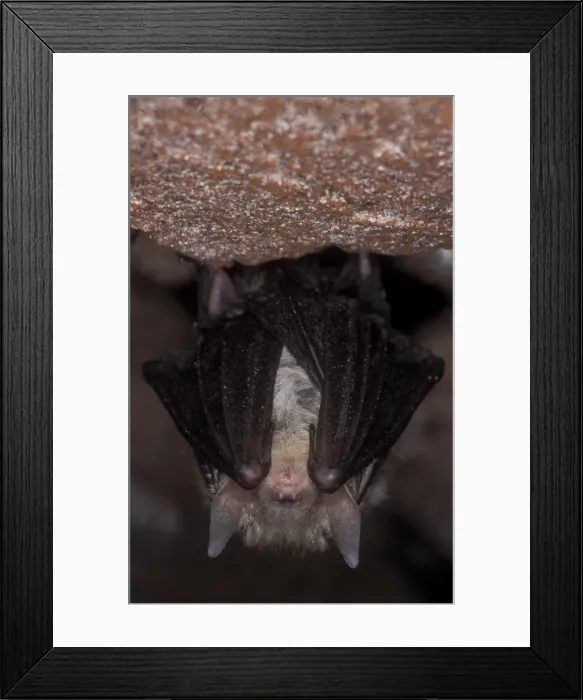 Framed Print : Brown Big-eared Bat / Long-eared Bat - hibernation at cave - NP Bohemian forest - Czech Republic Framed Print : Brown Big-eared Bat / Long-eared Bat - hibernation at cave - NP Bohemian forest - Czech Republic