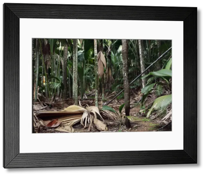 Framed Print : Valle de Mai National Park - Praslin - Seychelles Framed Print : Valle de Mai National Park - Praslin - Seychelles