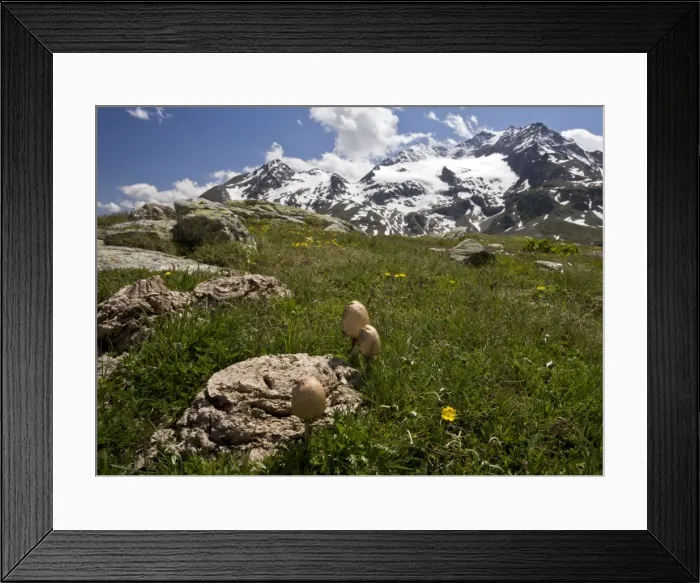 Framed Print : Panaeolus semiovatus - the egghead mottlegill on cow dung at high altitude - Bernina Pass - Swiss Alps Framed Print : Panaeolus semiovatus - the egghead mottlegill on cow dung at high altitude - Bernina Pass - Swiss Alps
