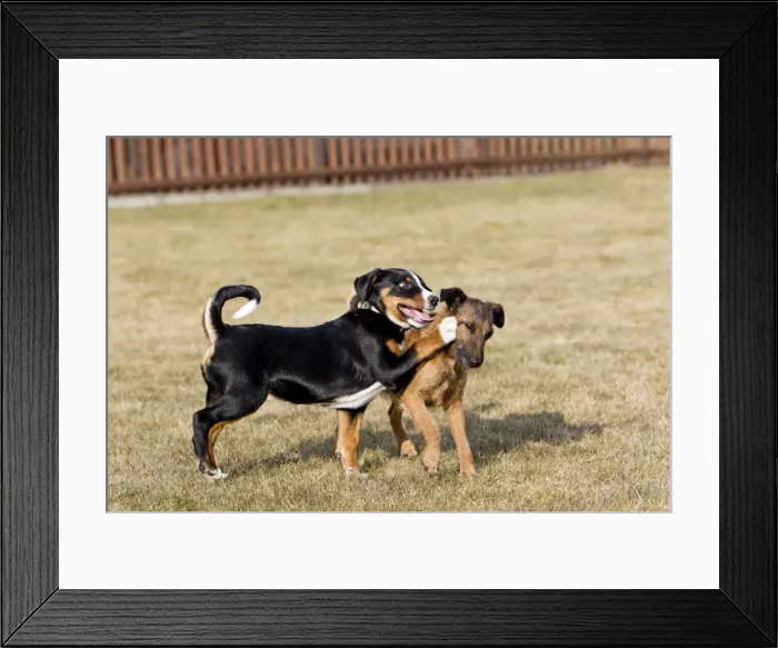 Framed Print : Dog - Appenzeller puppy with Westfalen Terrier - playing in garden - Lower Saxony - Germany Framed Print : Dog - Appenzeller puppy with Westfalen Terrier - playing in garden - Lower Saxony - Germany