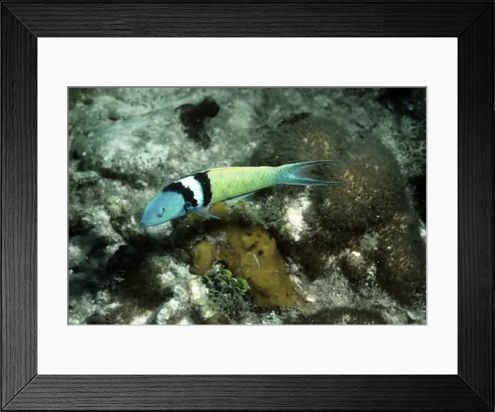 Framed Print : Blue-head Wrasse - male - Caribbean Framed Print : Blue-head Wrasse - male - Caribbean
