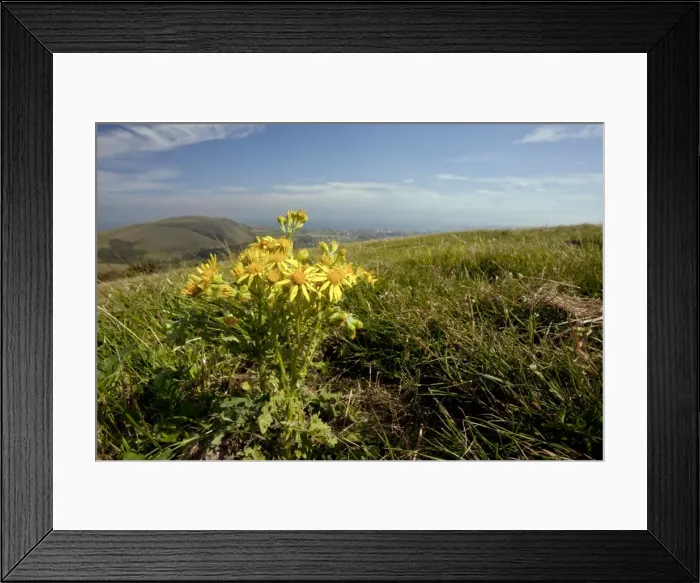Framed Print : Common Ragwort - on purbeck hills - Wide angle lens to show background - Dorset Framed Print : Common Ragwort - on purbeck hills - Wide angle lens to show background - Dorset