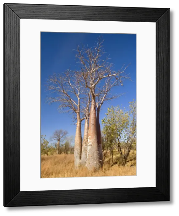Framed Print : Australian Boab - group of young specimen of the australian boab growing in grassy bushland. This tree is a common sight in the Kimbeley region. It's bizarre shape is especially recognizable when its bare of leaves Framed Print : Australian Boab - group of young specimen of the australian boab growing in grassy bushland. This tree is a common sight in the Kimbeley region. It's bizarre shape is especially recognizable when its bare of leaves