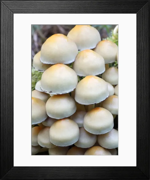 Framed Print : Sulphur / Sulfur Tuft / Clustered Woodlover Fungus - detailed study of caps - Sabaurg Ancient Forest NP - Hessen - Germany Framed Print : Sulphur / Sulfur Tuft / Clustered Woodlover Fungus - detailed study of caps - Sabaurg Ancient Forest NP - Hessen - Germany