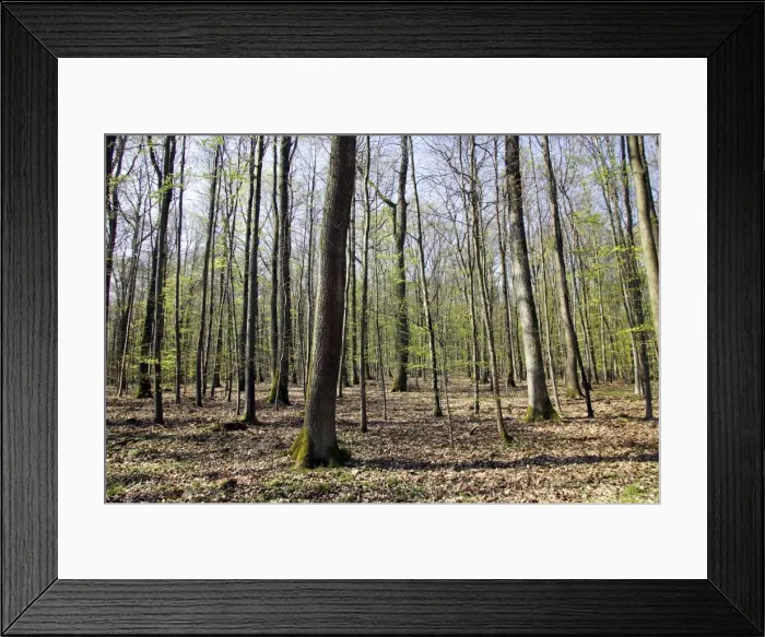 Framed Print : European Hornbeam & European Beech forest Alsace France Framed Print : European Hornbeam & European Beech forest Alsace France