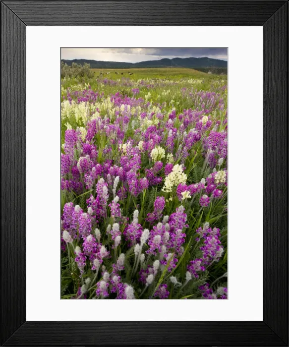 Framed Print : Intensely flowery mid-altitude prairie grassland, with Showy locoweed and Mountain Locoweed, - cattle grazing in the distance - Bow Valley, Alberta, Canada Framed Print : Intensely flowery mid-altitude prairie grassland, with Showy locoweed and Mountain Locoweed, - cattle grazing in the distance - Bow Valley, Alberta, Canada