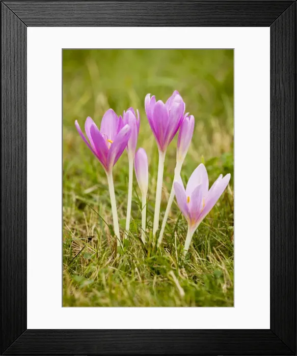 Framed Print : Autumn Crocus / Meadow Saffron - in flower, september, in old grassland Framed Print : Autumn Crocus / Meadow Saffron - in flower, september, in old grassland