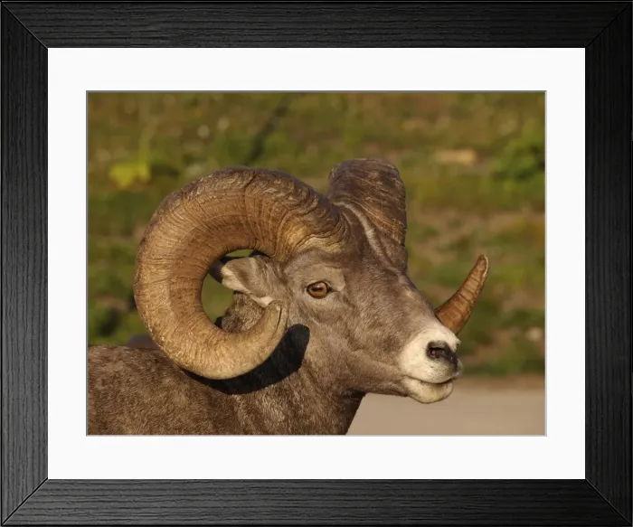 Framed Print : Bighorn / Big-Horn Sheep - Glacier National Park - USA Framed Print : Bighorn / Big-Horn Sheep - Glacier National Park - USA