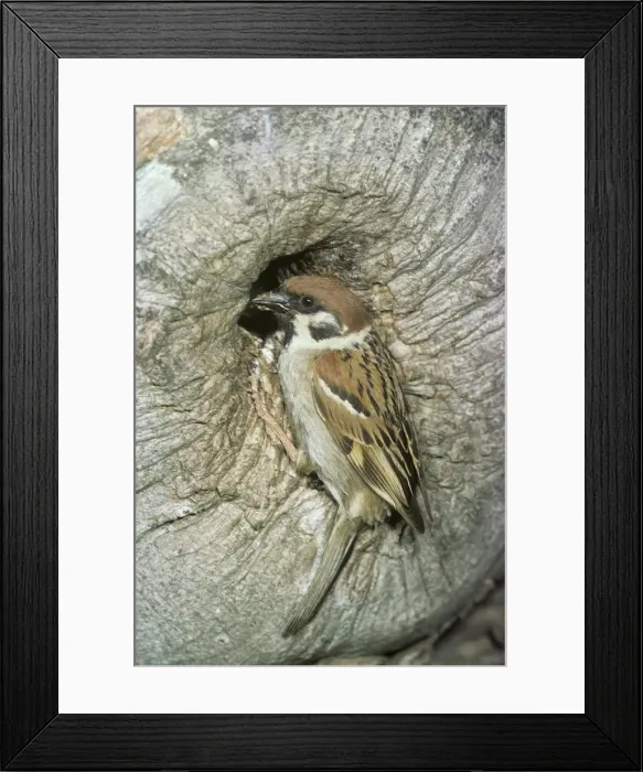 Framed Print : Tree Sparrow RTS 481 © Robert T. Smith / ardea. com Framed Print : Tree Sparrow RTS 481 © Robert T. Smith / ardea. com