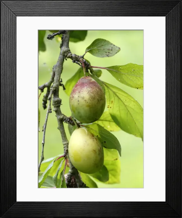 Framed Print : Plums - in orchard. Bay of Somme - France Framed Print : Plums - in orchard. Bay of Somme - France