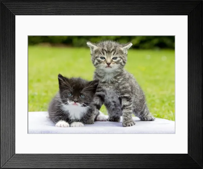 Framed Print : Cat - two kittens sitting together - in garden - Lower Saxony - Germany Framed Print : Cat - two kittens sitting together - in garden - Lower Saxony - Germany