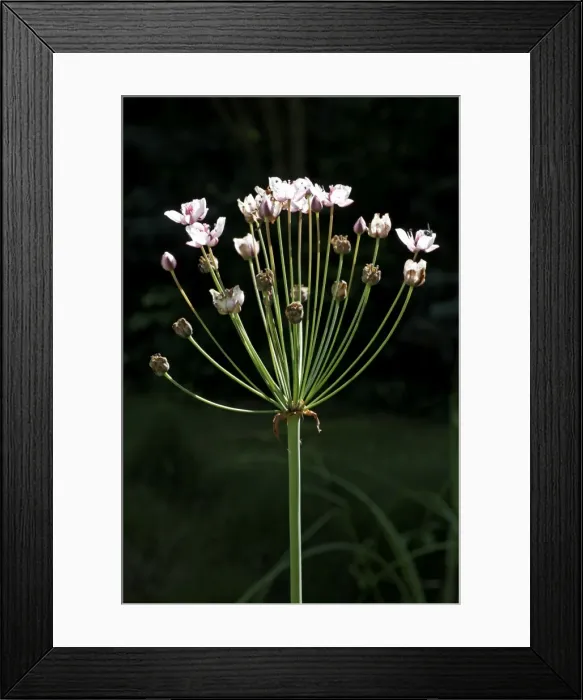 Framed Print : Flowering Rush - in flower - Lower Saxony - Germany Framed Print : Flowering Rush - in flower - Lower Saxony - Germany