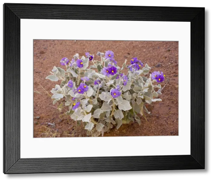 Framed Print : Solanum oldfieldii - on roadside, Western Australia Framed Print : Solanum oldfieldii - on roadside, Western Australia