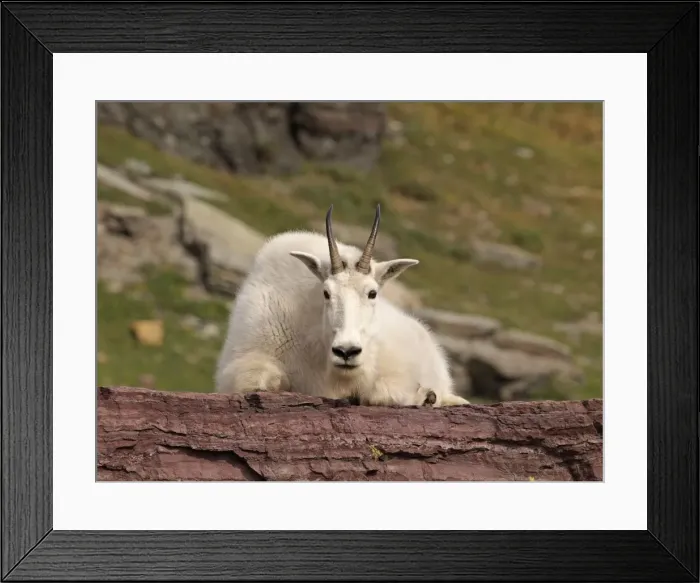 Framed Print : Mountain Goat - Glacier National Park - USA Framed Print : Mountain Goat - Glacier National Park - USA