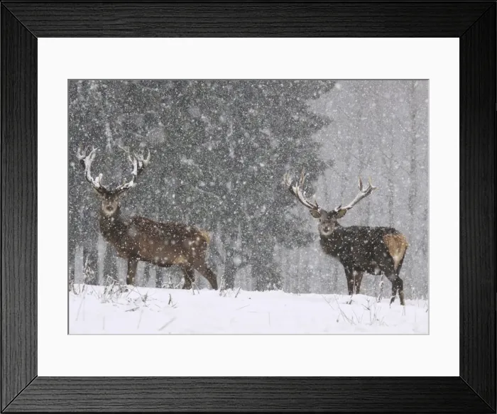 Framed Print : Red Deer - bucks in snow blizzard Framed Print : Red Deer - bucks in snow blizzard