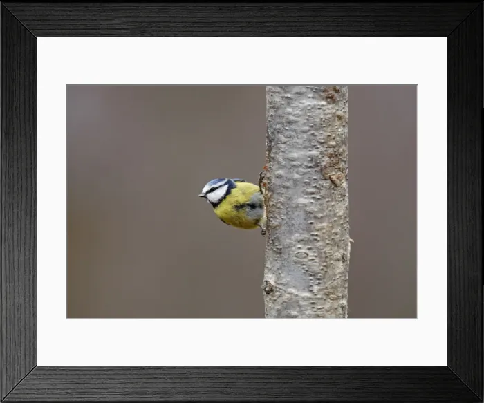 Framed Print : Blue Tit. Scottish Moor - Aviemore - Scotland Framed Print : Blue Tit. Scottish Moor - Aviemore - Scotland