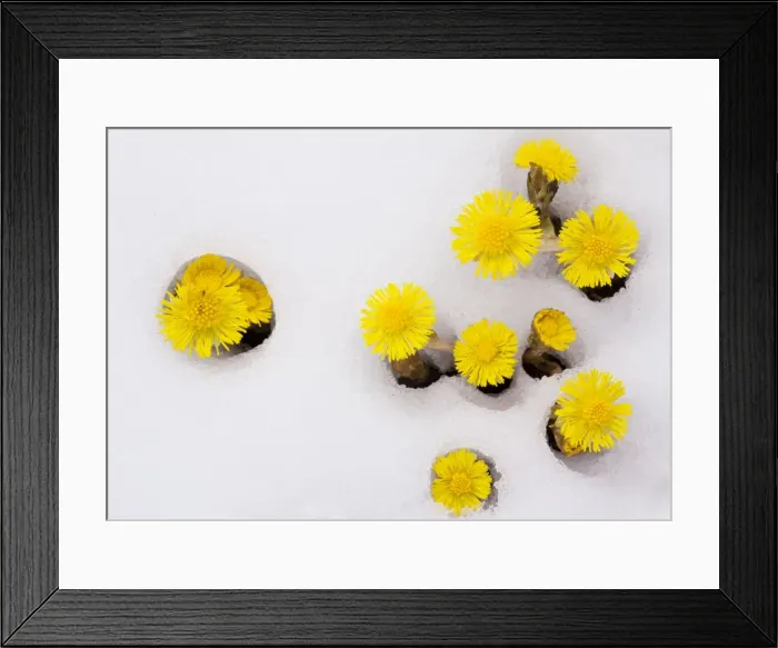 Framed Print : Mass of Coltsfoot - coming up through fresh snow - Swiss Alps Framed Print : Mass of Coltsfoot - coming up through fresh snow - Swiss Alps