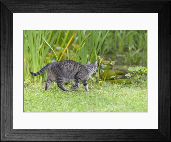 Framed Print : Cat - walking through garden - Lower Saxony - Germany Framed Print : Cat - walking through garden - Lower Saxony - Germany