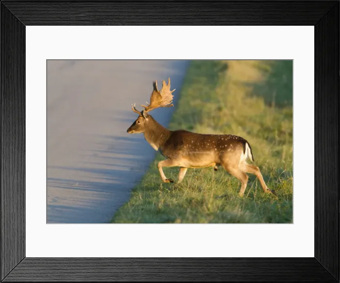 Framed Print : Fallow Deer - buck crossing road - Seeland - Denmark Framed Print : Fallow Deer - buck crossing road - Seeland - Denmark