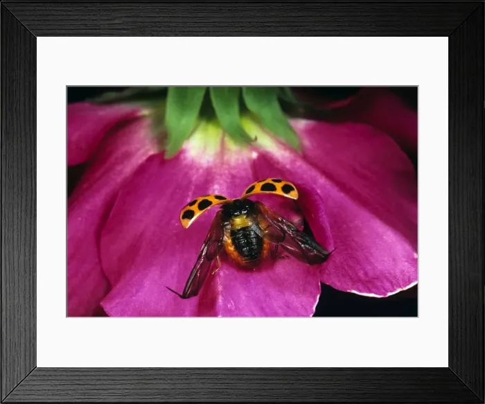 Framed Print : Harlequin Ladybird - about to take off Framed Print : Harlequin Ladybird - about to take off