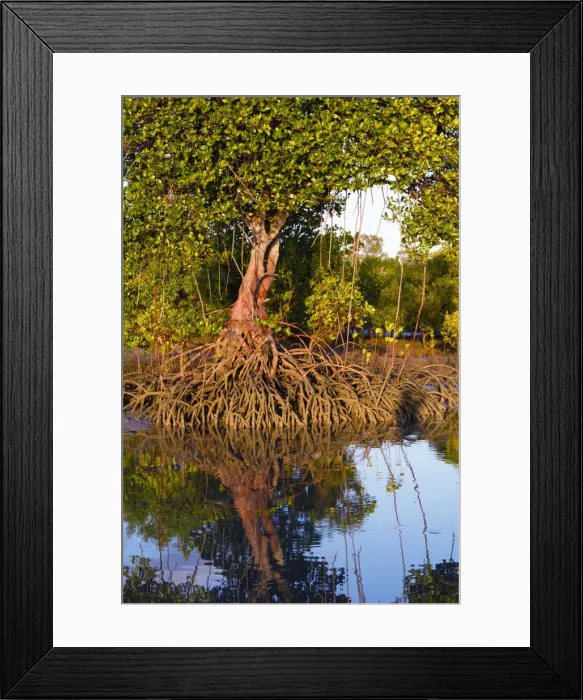 Framed Print : Red Mangroves - showing distinctive prop roots which support the main trunk - Queensland - Australia Framed Print : Red Mangroves - showing distinctive prop roots which support the main trunk - Queensland - Australia