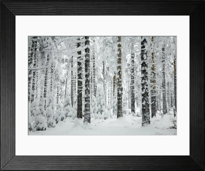 Framed Print : Norway Spruce - trees covered in snow and ice - Harz Mountains National Park - Lower Saxony - Germany Framed Print : Norway Spruce - trees covered in snow and ice - Harz Mountains National Park - Lower Saxony - Germany