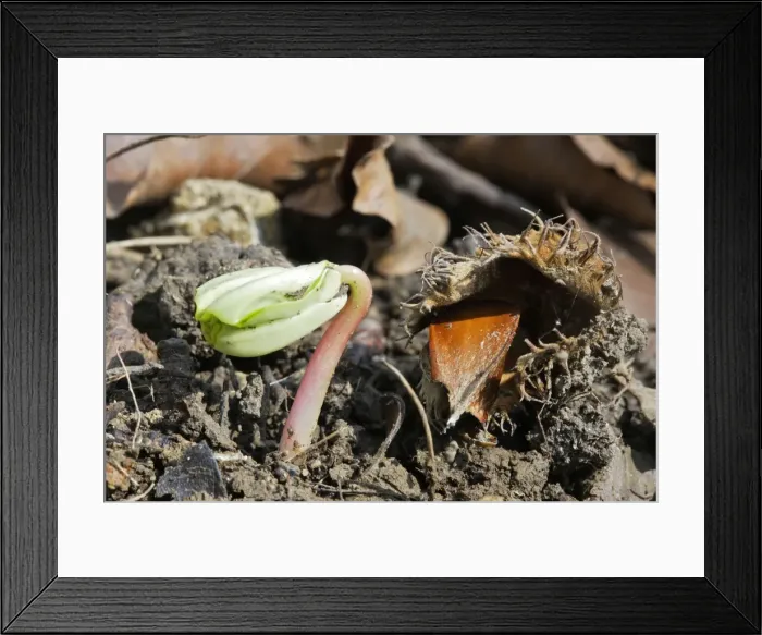 Framed Print : European Beech - seedling Alsace France Framed Print : European Beech - seedling Alsace France