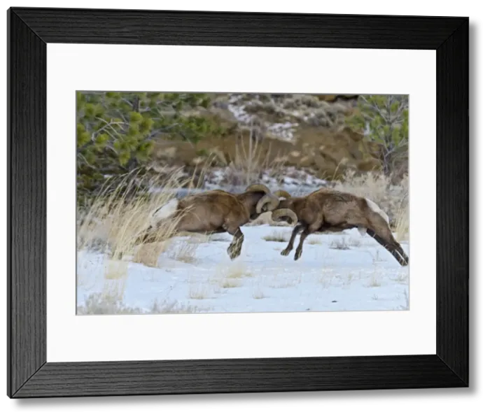 Framed Print : Rocky Mountain Bighorn Sheep - rams fighting / head butting during fall rut - in Autumn snow - Rocky Mountains - Wyoming - USA _E7C2784 Framed Print : Rocky Mountain Bighorn Sheep - rams fighting / head butting during fall rut - in Autumn snow - Rocky Mountains - Wyoming - USA _E7C2784