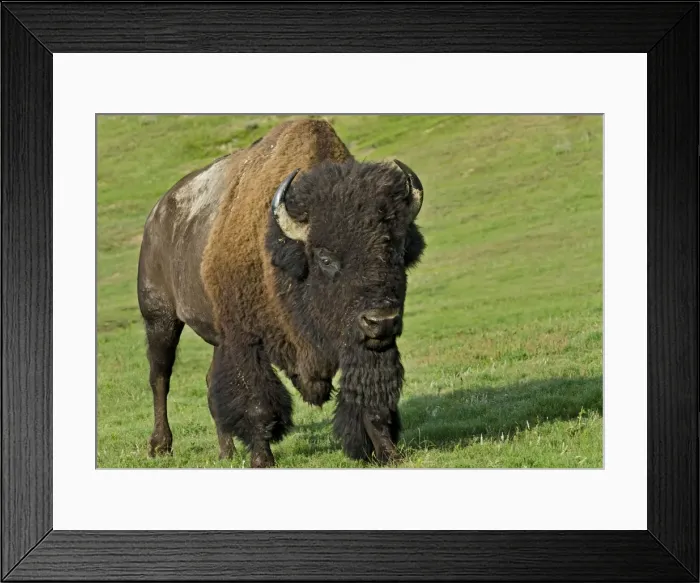 Framed Print : American Bison - bull - North American Great Plains - Theodore Roosevelt National Park - North Dakota - USA _E7B2720 Framed Print : American Bison - bull - North American Great Plains - Theodore Roosevelt National Park - North Dakota - USA _E7B2720