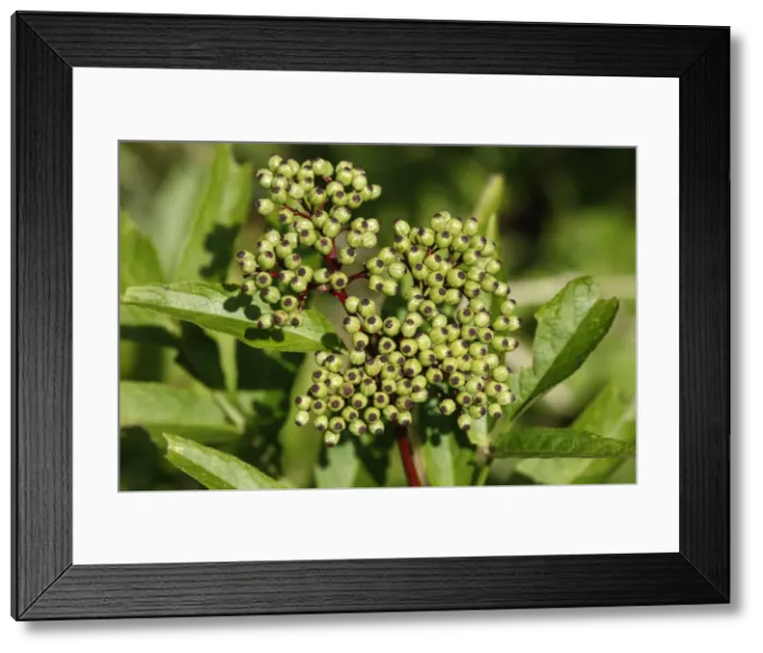 Framed Print : Danewort  /  Dane Weed  /  Danesblood  /  Dwarf Elder  /  European Dwarf Elder - with fruit