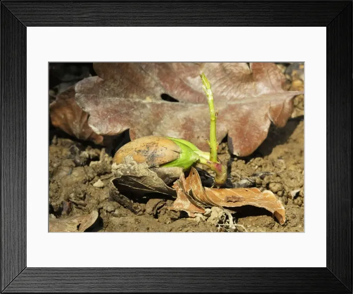 Framed Print : Sessile Oak - seedling Alsace France Framed Print : Sessile Oak - seedling Alsace France