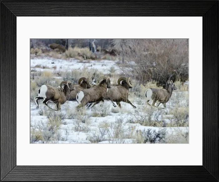 Framed Print : Bighorn Sheep - rams chasing ewe that they think is ready to mate (estrus) in December snow - Rocky Mountains - USA _E7C3493 Framed Print : Bighorn Sheep - rams chasing ewe that they think is ready to mate (estrus) in December snow - Rocky Mountains - USA _E7C3493