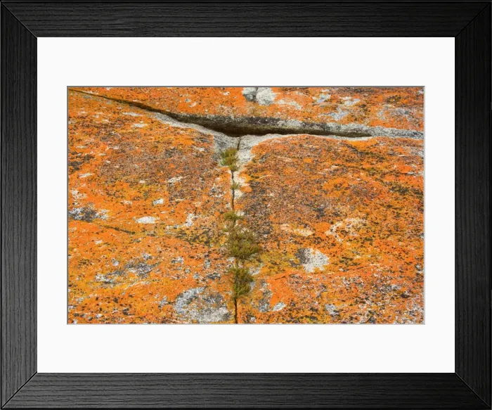 Framed Print : Lichen on rock - hardy salt plants grow in a crack of a rock, which is covered with brightly orange coloured lichen. At Tasmania's eastern coast near St. Helens - Bay of Fires, Tasmania, Australia Framed Print : Lichen on rock - hardy salt plants grow in a crack of a rock, which is covered with brightly orange coloured lichen. At Tasmania's eastern coast near St. Helens - Bay of Fires, Tasmania, Australia