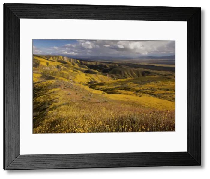 Framed Print : Spectacular masses of spring wildflowers, mainly Hillside Daisy and Phacelia, covering the slopes of The Temblor Range, Carrizo Plain, California Framed Print : Spectacular masses of spring wildflowers, mainly Hillside Daisy and Phacelia, covering the slopes of The Temblor Range, Carrizo Plain, California
