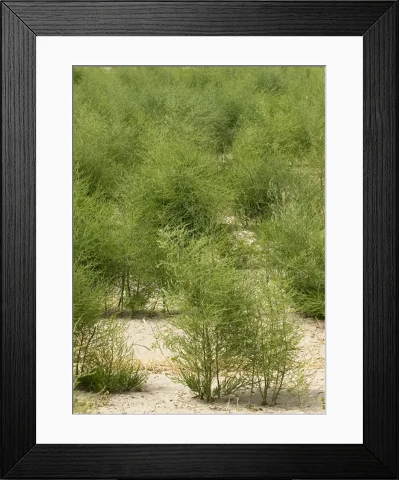Framed Print : Field of Asparagus - Camargue - France Framed Print : Field of Asparagus - Camargue - France