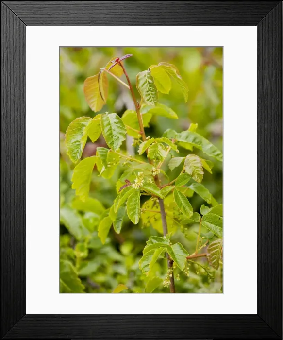 Framed Print : Western Poison-Oak (Pacific Poison-oak) - in flower. Causes rashes or dermatitis. California Framed Print : Western Poison-Oak (Pacific Poison-oak) - in flower. Causes rashes or dermatitis. California