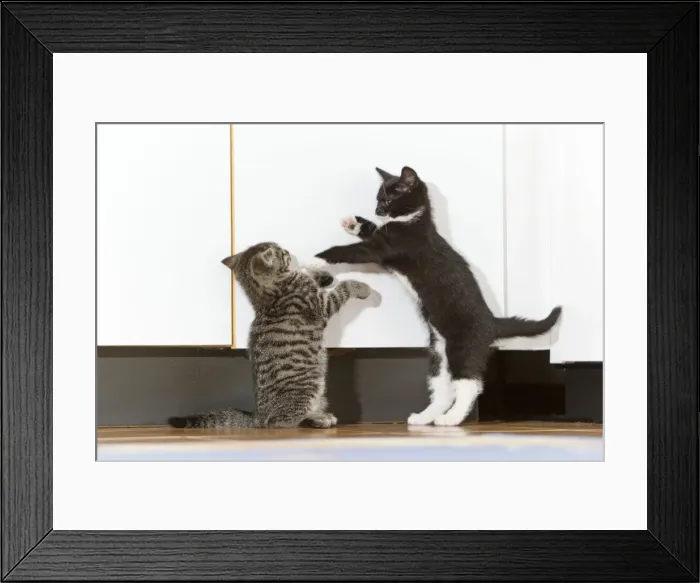 Framed Print : Cat - two kittens playing in kitchen - Lower Saxony - Germany Framed Print : Cat - two kittens playing in kitchen - Lower Saxony - Germany