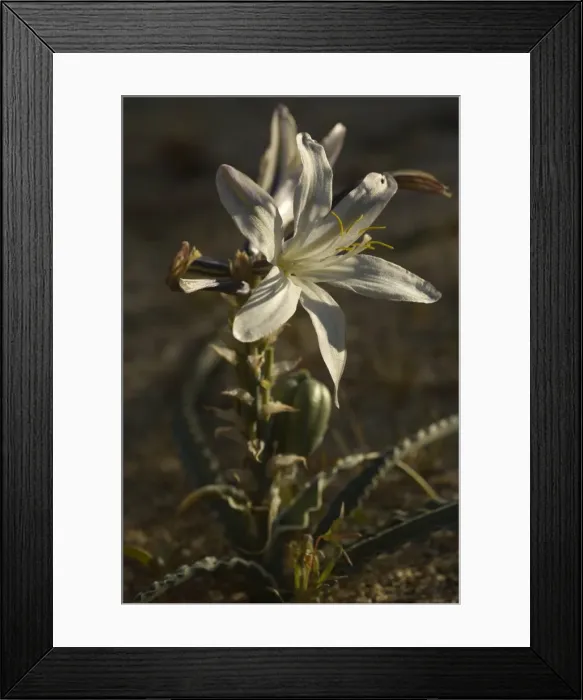 Framed Print : Desert Lily - spring - Anza Borrego Desert State Park, California, USA Framed Print : Desert Lily - spring - Anza Borrego Desert State Park, California, USA