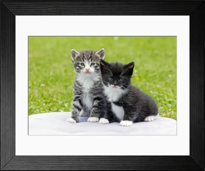 Framed Print : Cat - two kittens sitting together - in garden - Lower Saxony - Germany Framed Print : Cat - two kittens sitting together - in garden - Lower Saxony - Germany