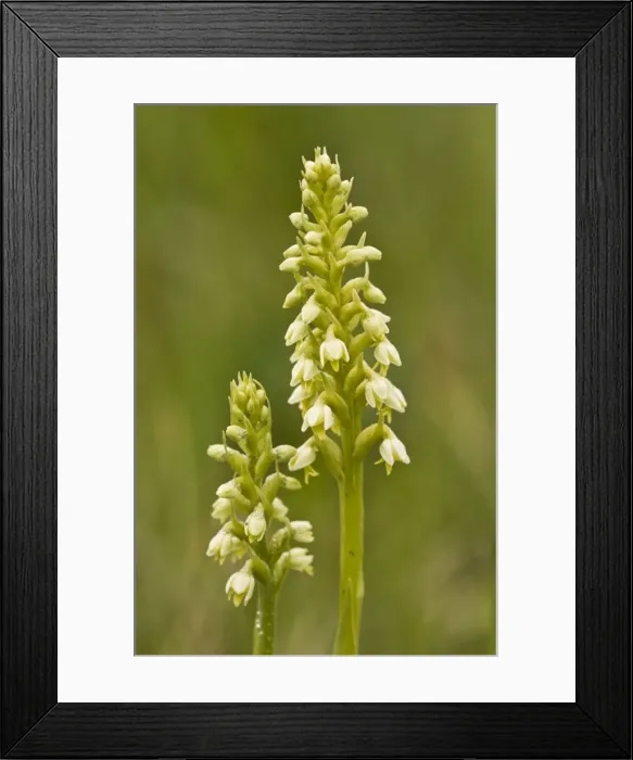 Framed Print : Small White Orchid - in grassland Framed Print : Small White Orchid - in grassland