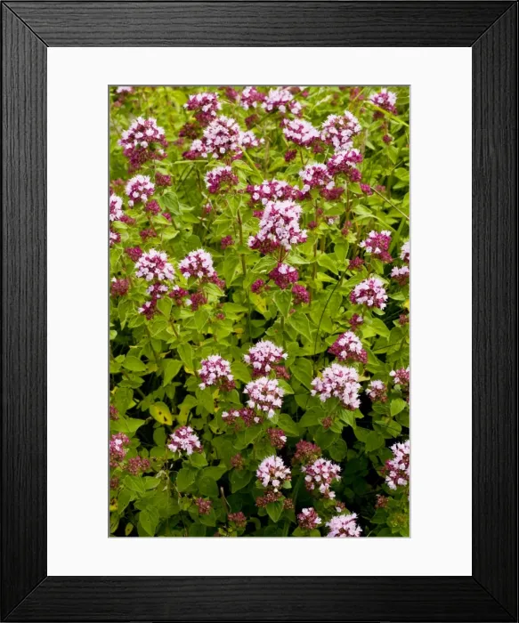 Framed Print : Wild Marjoram - wild herb, on calcareous soils, Dorset Framed Print : Wild Marjoram - wild herb, on calcareous soils, Dorset
