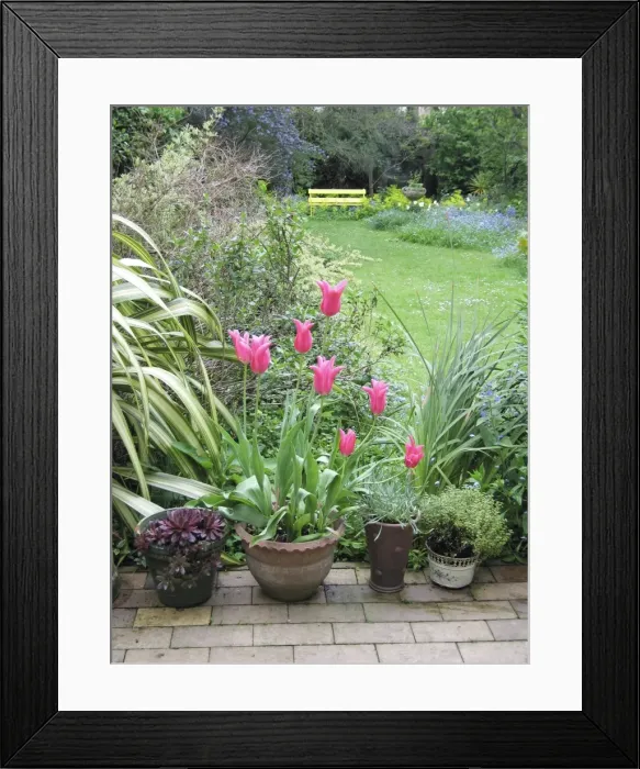 Framed Print : Spring garden Jaqueline pink tulips Framed Print : Spring garden Jaqueline pink tulips