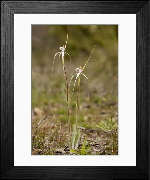 Framed Print : White Spider Orchid - redacta in woodland, Stirling Ranges, near Mount Barker, south-west Australia Framed Print : White Spider Orchid - redacta in woodland, Stirling Ranges, near Mount Barker, south-west Australia