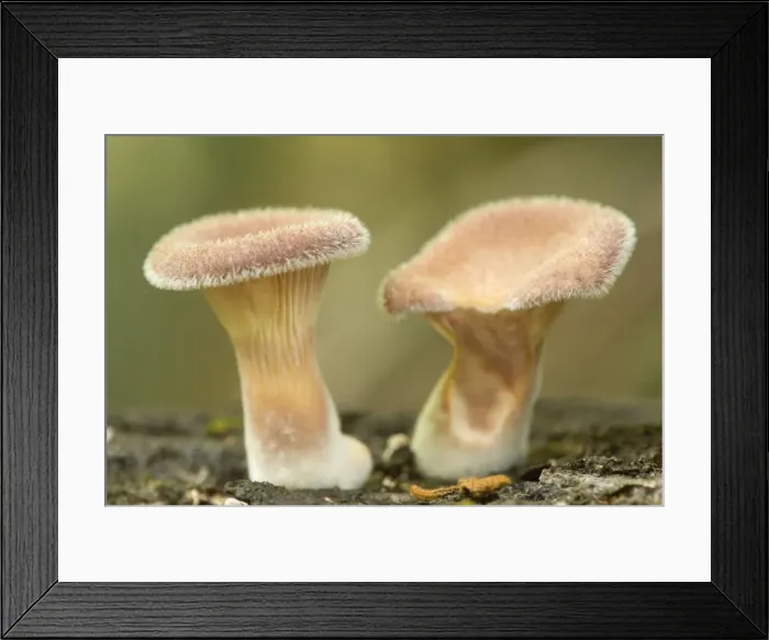 Framed Print : Gilled Fungi - two hairy specimen grow on a rotten and moss-covered tree trunk in lush tropical rainforest - Wooroonooran National Park, Wet Tropics World Heritage Area, Queensland, Australia Framed Print : Gilled Fungi - two hairy specimen grow on a rotten and moss-covered tree trunk in lush tropical rainforest - Wooroonooran National Park, Wet Tropics World Heritage Area, Queensland, Australia