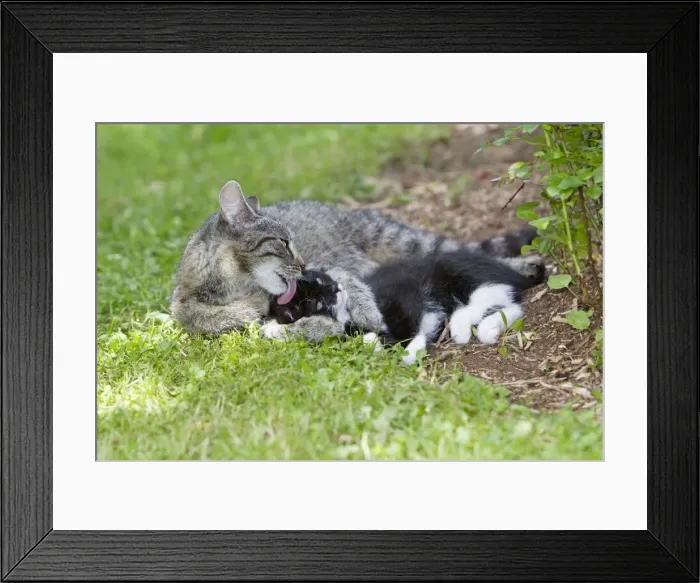 Framed Print : Cat - kitten getting affection from mother - in garden - Lower Saxony - Germany Framed Print : Cat - kitten getting affection from mother - in garden - Lower Saxony - Germany