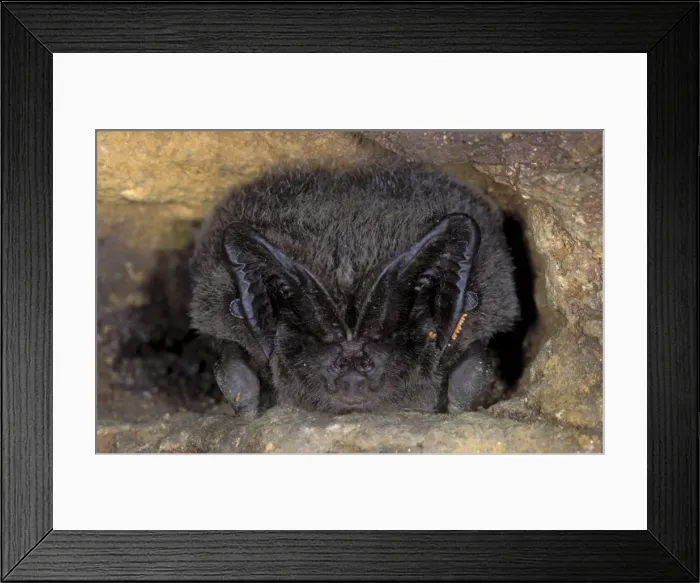 Framed Print : Western Barbastelle Bat - hibernation at cave - NP Bohemian forest - Czech Republic Framed Print : Western Barbastelle Bat - hibernation at cave - NP Bohemian forest - Czech Republic