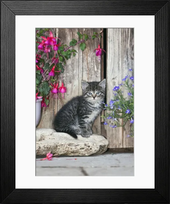 Framed Print : Cat - kitten resting between plant pots - outdoors - Lower Saxony - Germany Framed Print : Cat - kitten resting between plant pots - outdoors - Lower Saxony - Germany