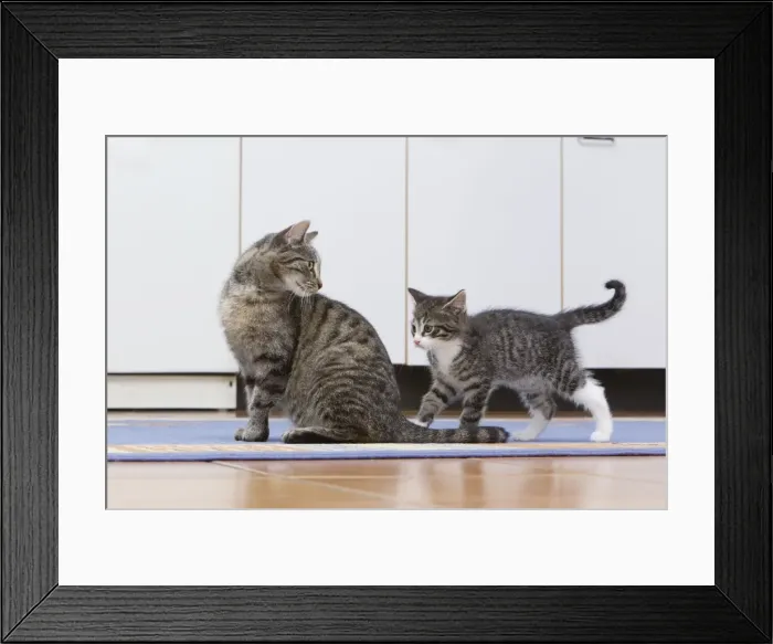 Framed Print : Cat - mother with kitten in kitchen - Lower Saxony - Germany Framed Print : Cat - mother with kitten in kitchen - Lower Saxony - Germany