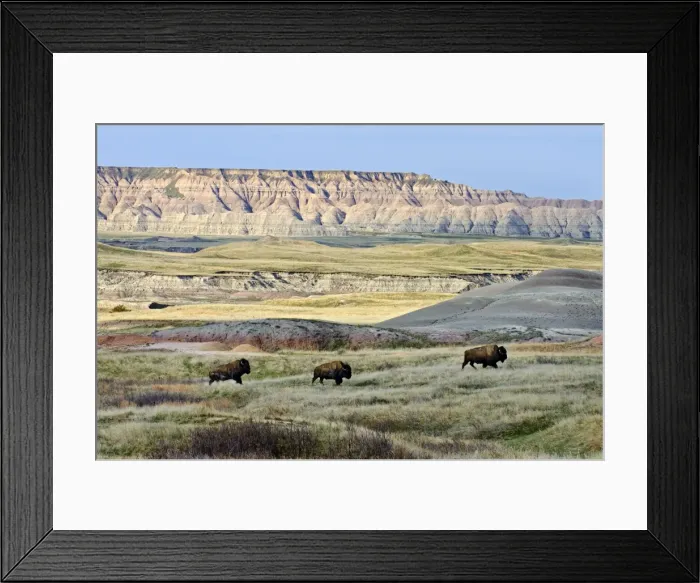 Framed Print : American Bison - bulls roaming the Sage Creek Wilderness - Spring - Badlands National Park, South Dakota. _E7A2837 Framed Print : American Bison - bulls roaming the Sage Creek Wilderness - Spring - Badlands National Park, South Dakota. _E7A2837