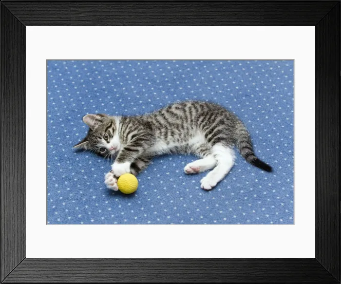 Framed Print : Cat - kitten playing with ball on living room carpet - Lower Saxony - Germany Framed Print : Cat - kitten playing with ball on living room carpet - Lower Saxony - Germany
